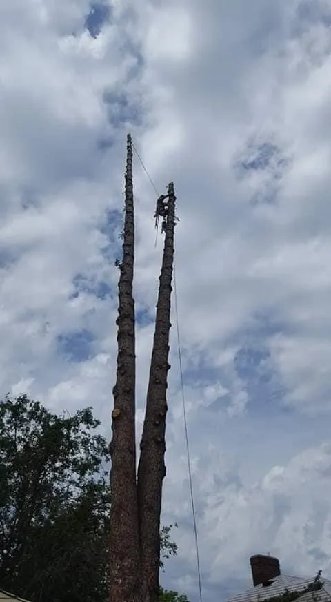 Professional yard maintenance for homes in Anoka, MN by A-1 stump Monkey