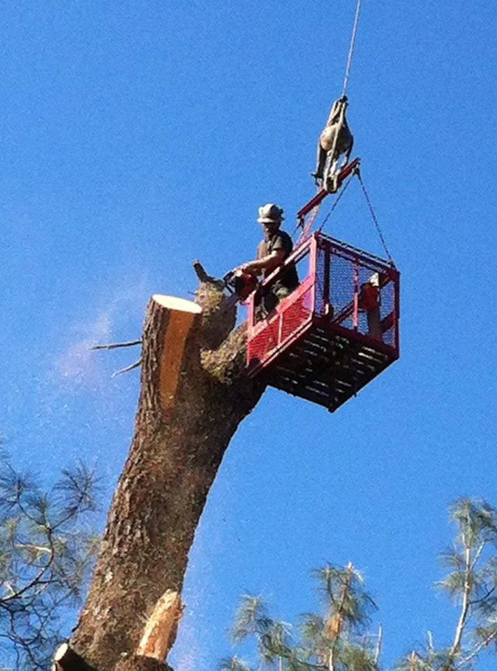 Top-rated lawn care service for homes across Redding, CA - A-1 Tree Service & Stump Removal