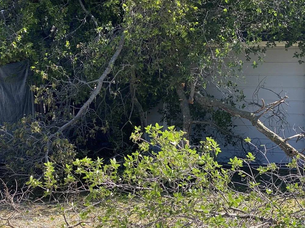 Top-rated yard maintenance for residential properties across Redding, CA - A-1 Tree Service & Stump Removal