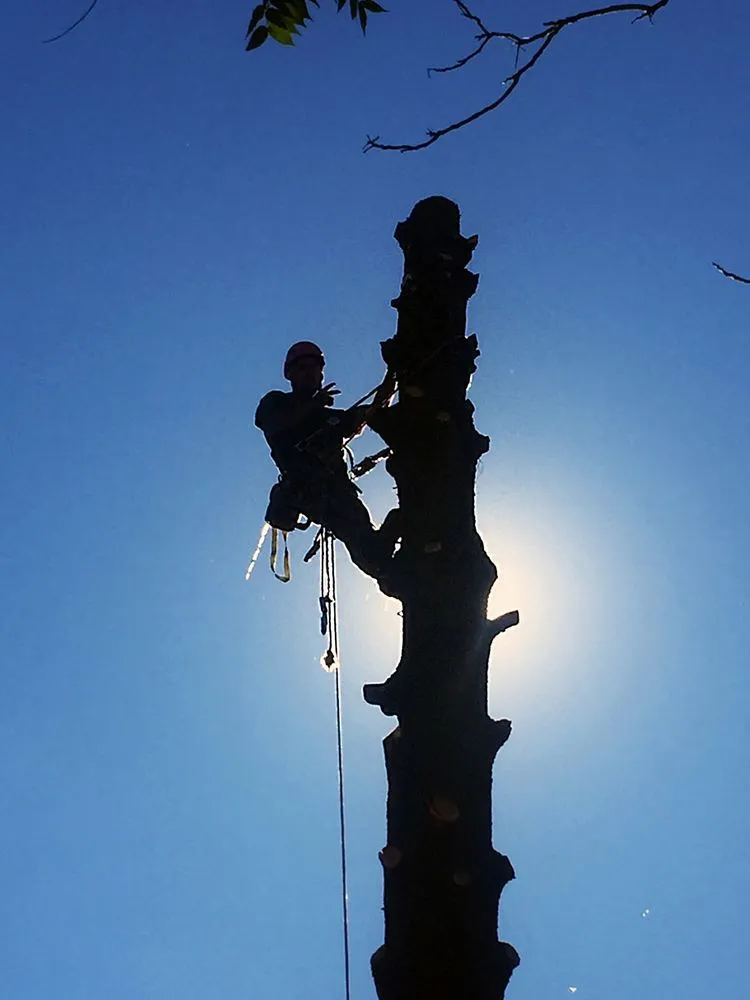 Professional lawn care service for outdoor upgrades across Redding, CA - A-1 Tree Service & Stump Removal