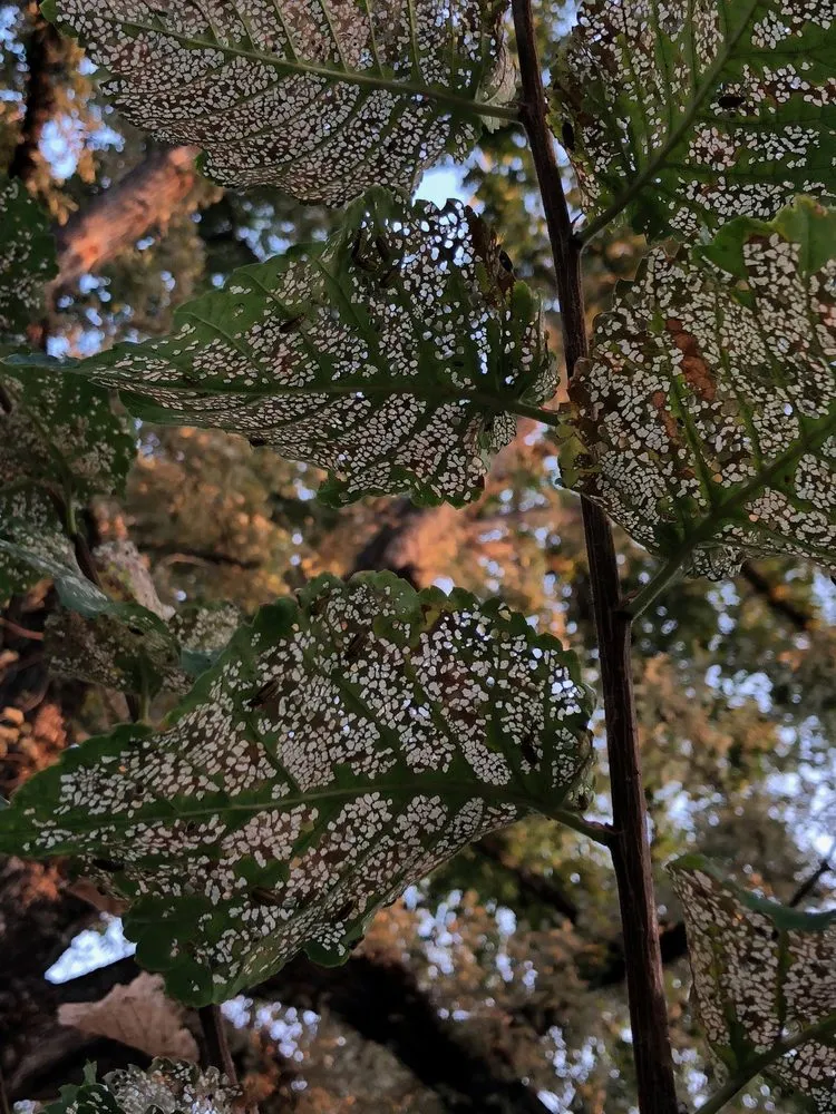 Top-rated landscape design for outdoor upgrades across Redding, CA - A-1 Tree Service & Stump Removal