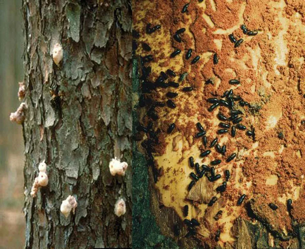 Professional residential landscaping experts serving Redding, CA - A-1 Tree Service & Stump Removal