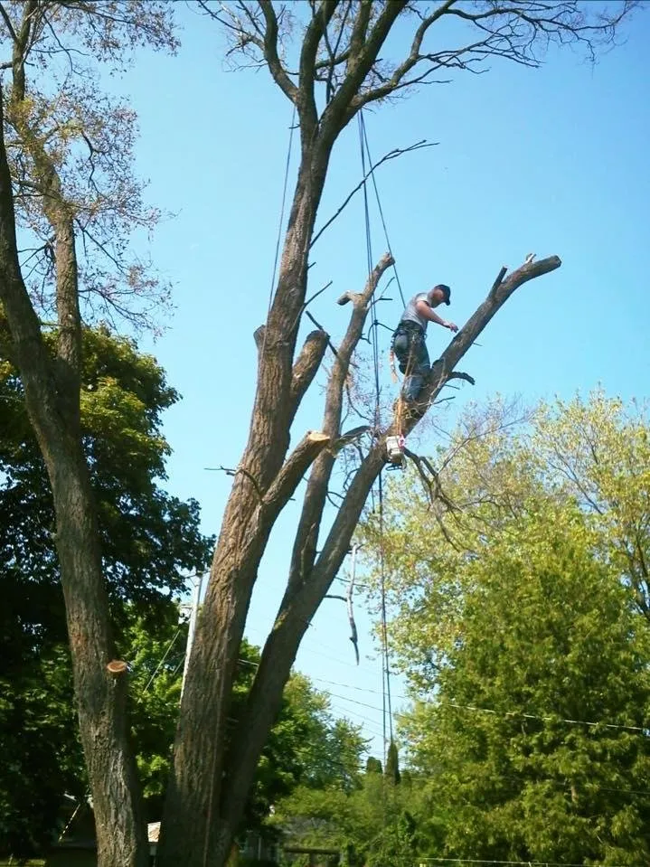 Custom landscaping services with custom design across Alpena, MI - A-1 Tree Service