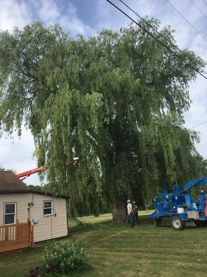 Professional landscape design for beautiful yards across Alpena, MI - A-1 Tree Service