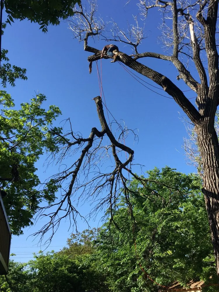 Trusted garden landscaping for year-round maintenance in Fort Worth, TX by A-1 Tree Service