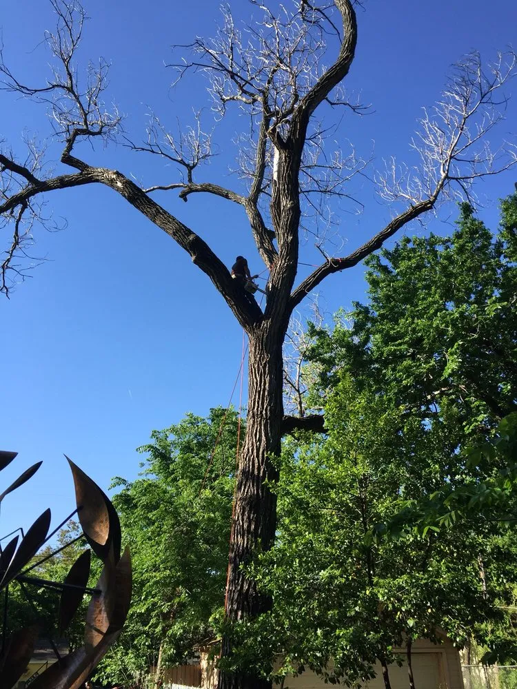 Top-rated lawn care service in Fort Worth, TX by A-1 Tree Service