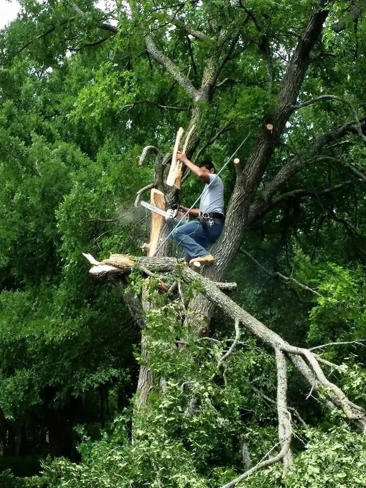 Affordable yard cleanup service in Fort Worth, TX - A-1 Tree Service