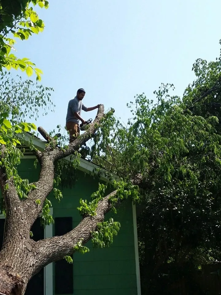 Reliable outdoor landscaping experts serving Fort Worth, TX - A-1 Tree Service