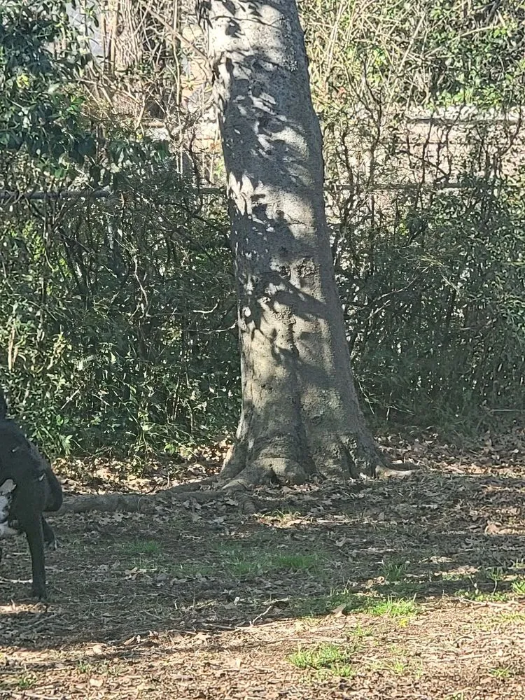 Trusted garden landscaping in Fort Worth, TX by A-1 Tree Service