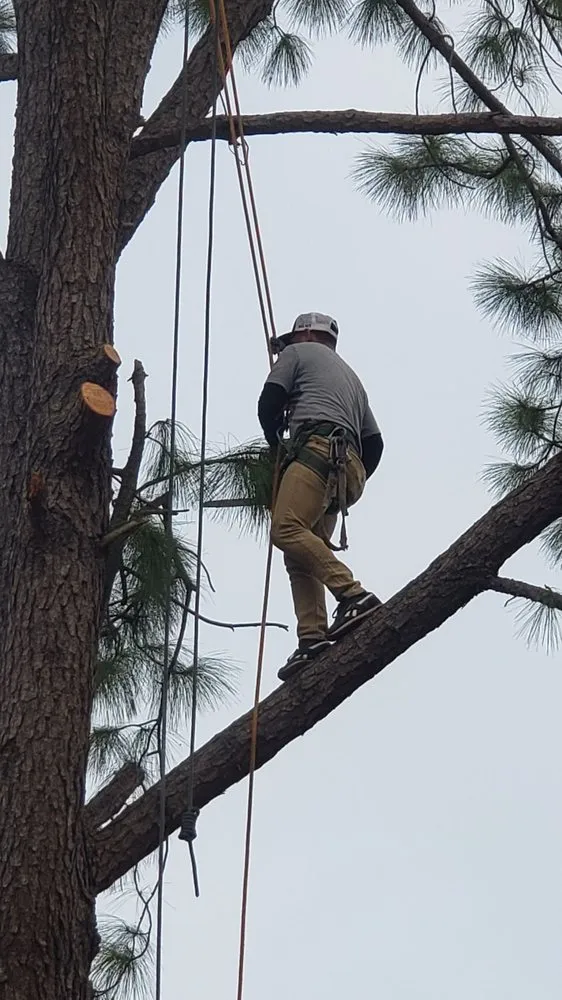 Top-rated lawn mowing service for homes across Fort Worth, TX - A-1 Tree Service