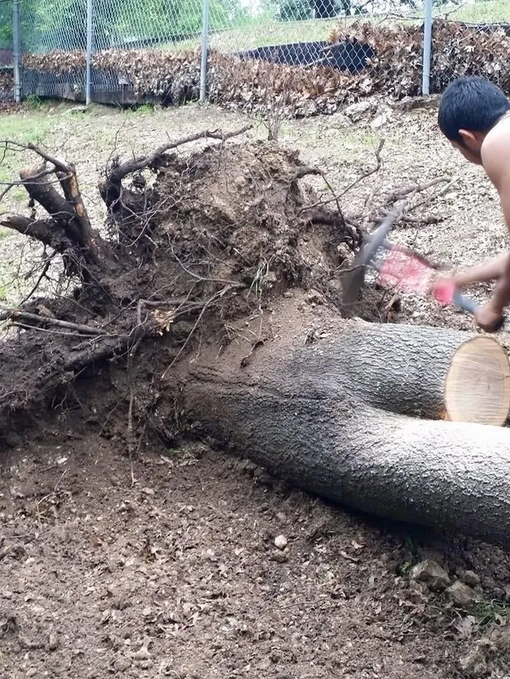 Affordable yard maintenance in Fort Worth, TX - A-1 Tree Service