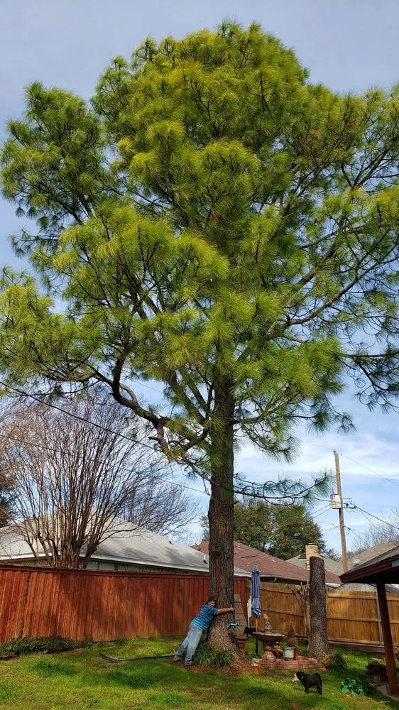 Top-rated lawn mowing service in Fort Worth, TX - A-1 Tree Service