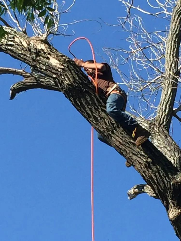 Affordable landscaping services experts serving Fort Worth, TX - A-1 Tree Service
