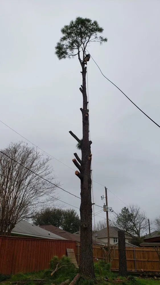 Affordable yard cleanup service for year-round maintenance in Fort Worth, TX by A-1 Tree Service