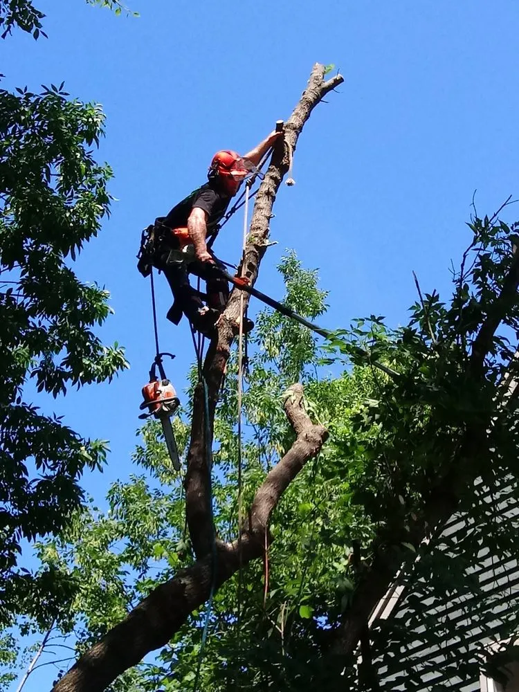 Professional landscape design in Haverhill, MA by A-1 Tree Service