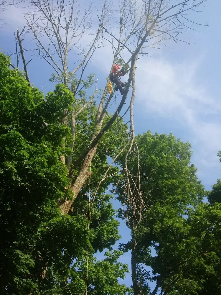 Professional yard maintenance in Haverhill, MA - A-1 Tree Service