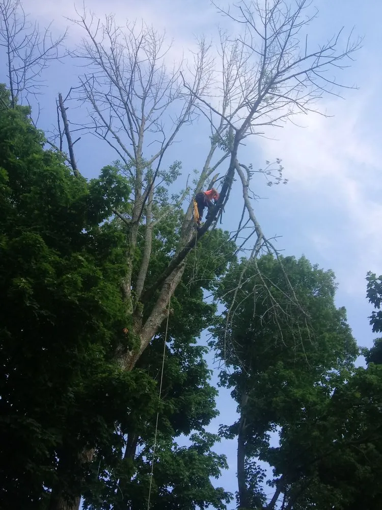 Local yard cleanup service in Haverhill, MA by A-1 Tree Service