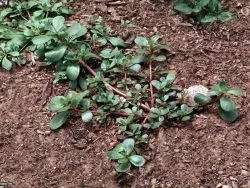 Custom lawn mowing service experts serving Gilbert, AZ - A-1 Weed Control