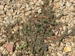 Reliable residential landscaping in Gilbert, AZ by A-1 Weed Control