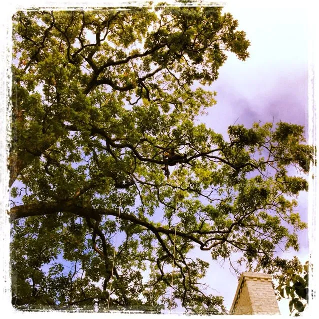 Professional landscape installation for residential properties across Knoxville, TN - A-1 Wilson Tree & Lawn Service