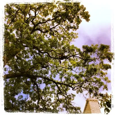 A-1 Wilson Tree & Lawn Service Logo