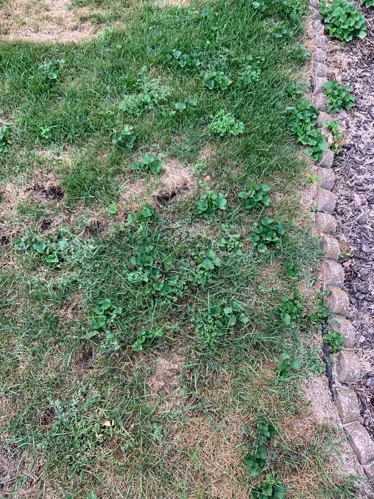 Custom yard cleanup service in Grand Rapids, MI by A A A Lawn Care