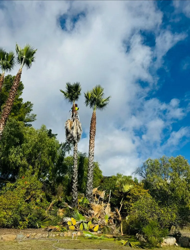 Local garden landscaping in San Marcos, CA - A A Landscaping