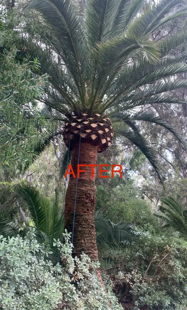 Trusted landscape installation for year-round maintenance across San Marcos, CA - A A Landscaping