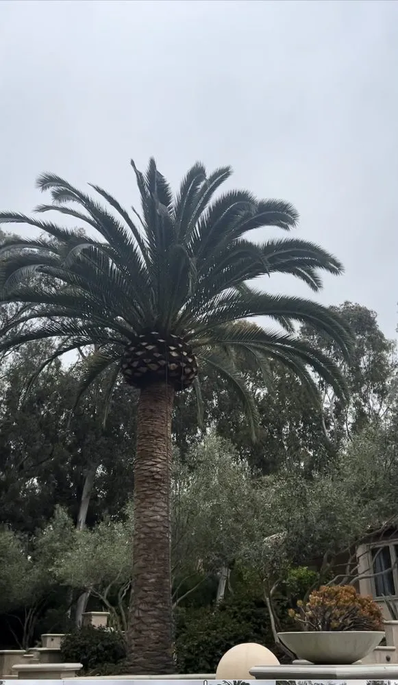 Top-rated landscape installation in San Marcos, CA - A A Landscaping