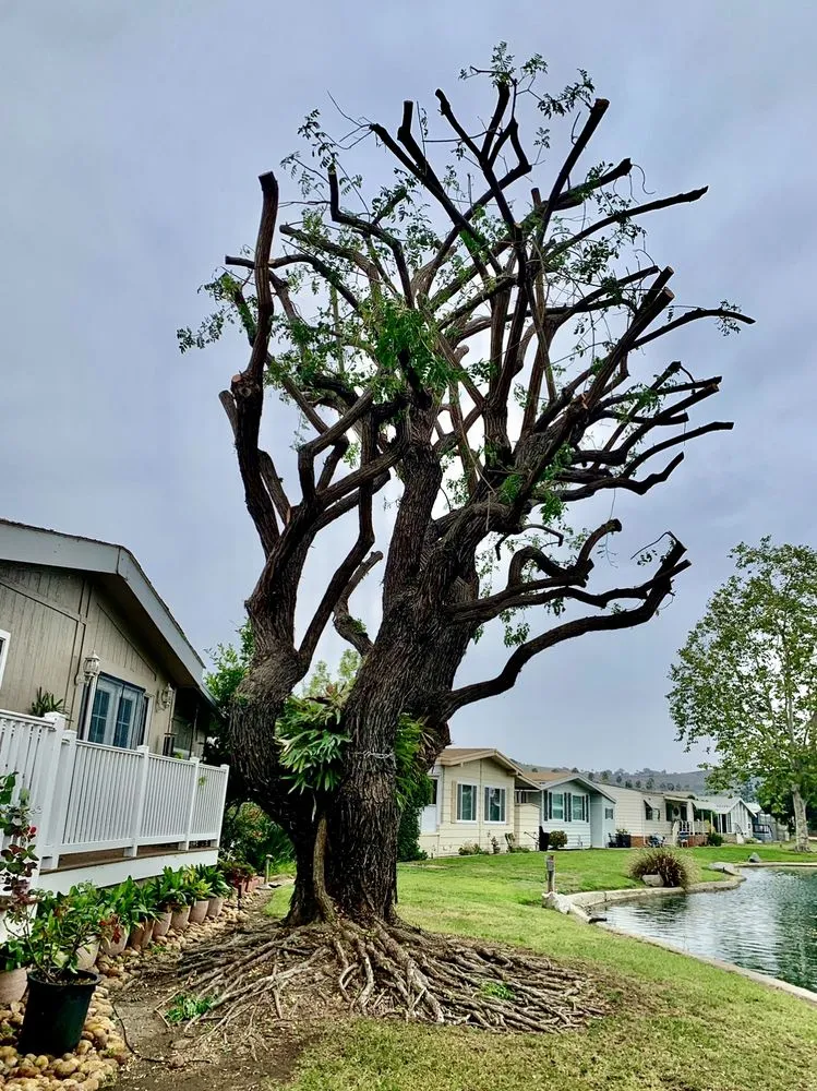 Professional yard cleanup service in San Marcos, CA by A A Landscaping