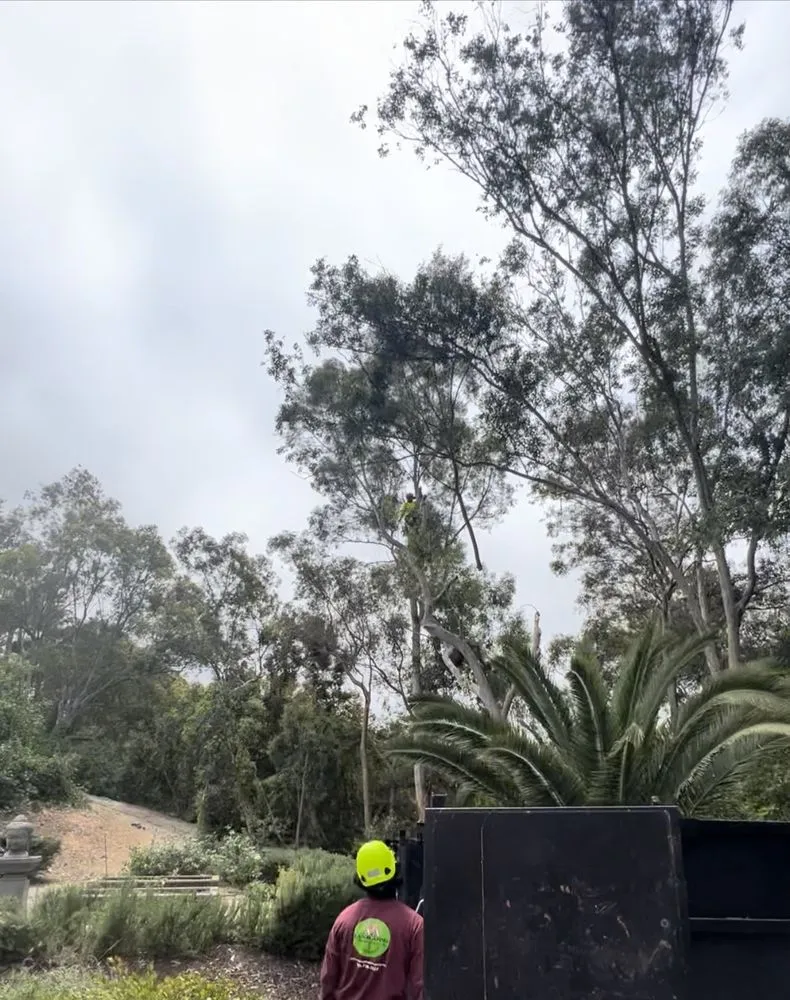 Custom lawn mowing service experts serving San Marcos, CA - A A Landscaping