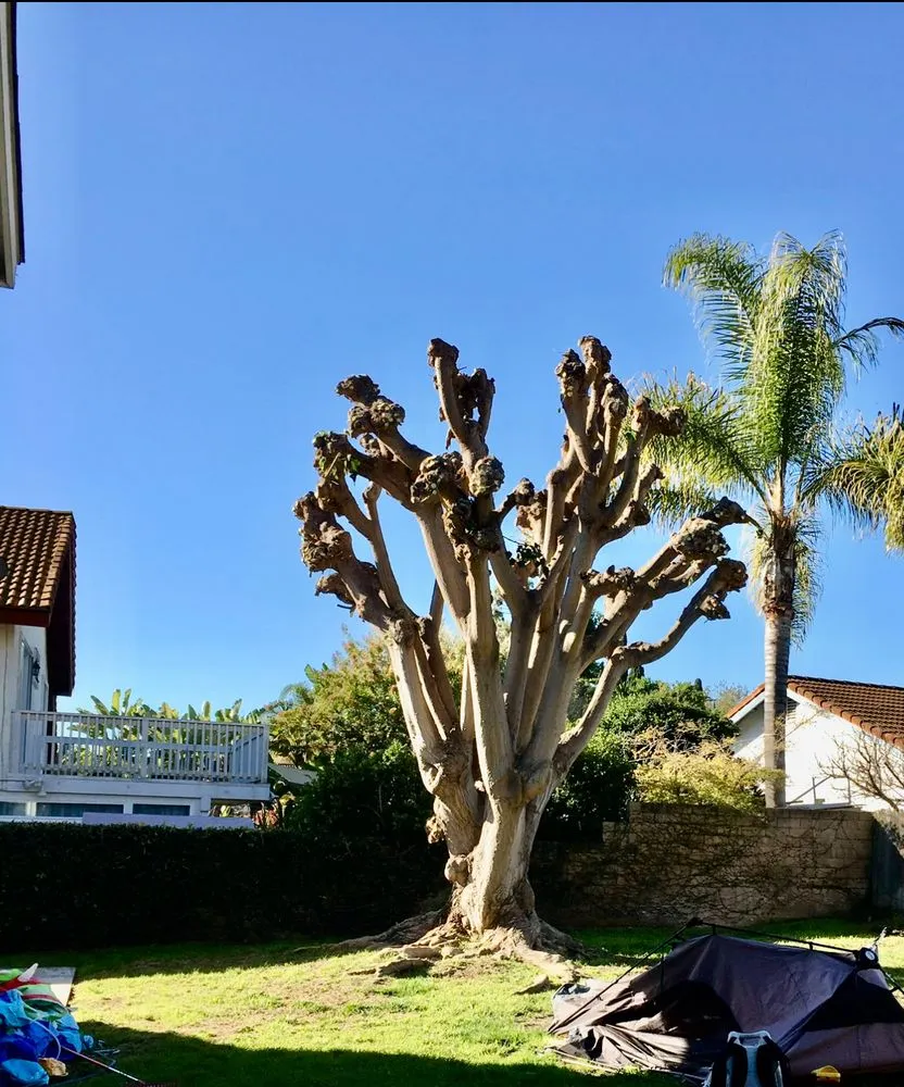 Custom yard maintenance near you across San Marcos, CA - A A Landscaping