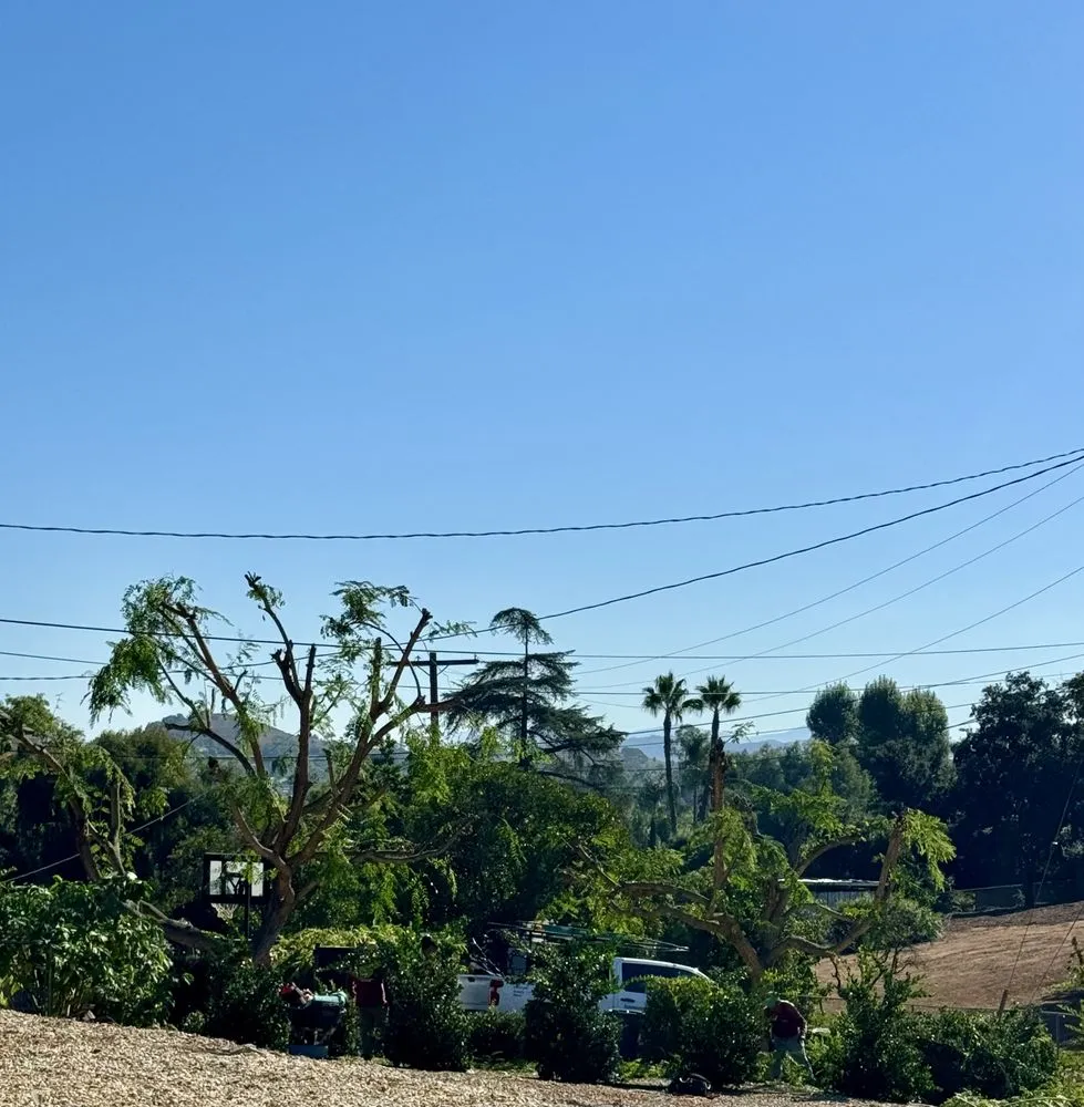 Local landscaping services in San Marcos, CA by A A Landscaping