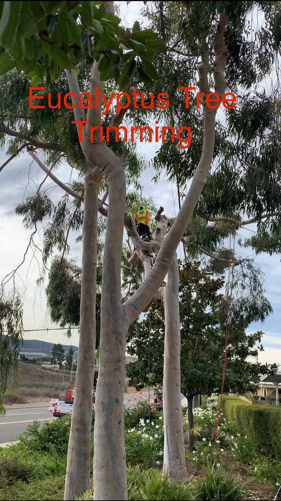 Custom garden landscaping in San Marcos, CA - A A Landscaping