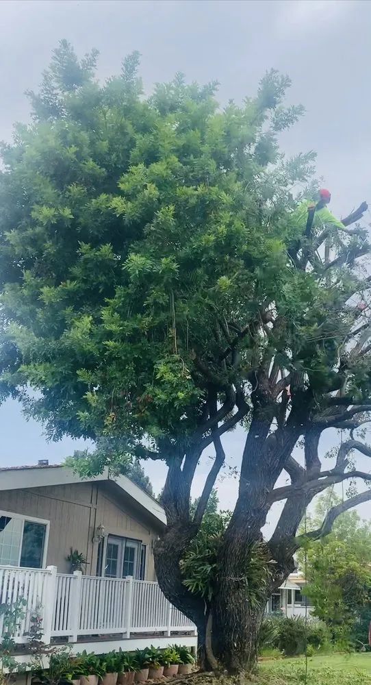 Reliable landscape installation in San Marcos, CA by A A Landscaping