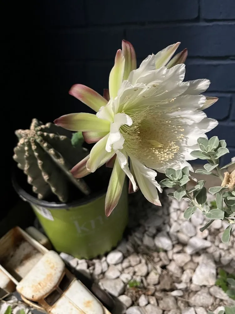 Local landscaping services for year-round maintenance across Austin, TX - A A Landscp Sprinkler Systems