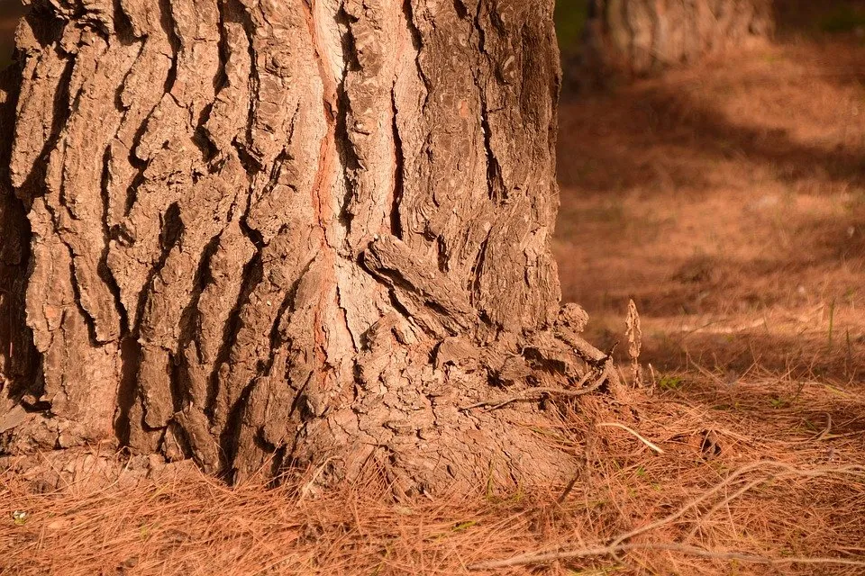 Expert yard maintenance in Buford, GA by A-A OK Lawn Service