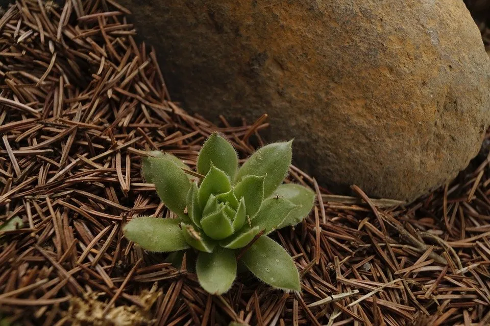 Top-rated lawn mowing service in Buford, GA by A-A OK Lawn Service