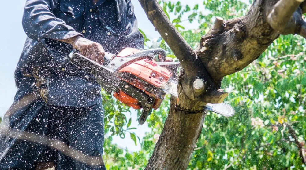 Expert yard maintenance near you in Inverness, FL by A Ace Tree Service & Landscaping