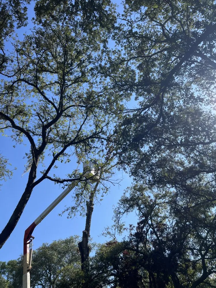 Expert outdoor landscaping near you across Inverness, FL - A Ace Tree Service & Landscaping