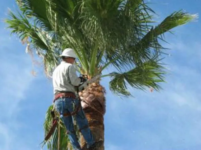 Local landscape installation near you across Inverness, FL - A Ace Tree Service & Landscaping