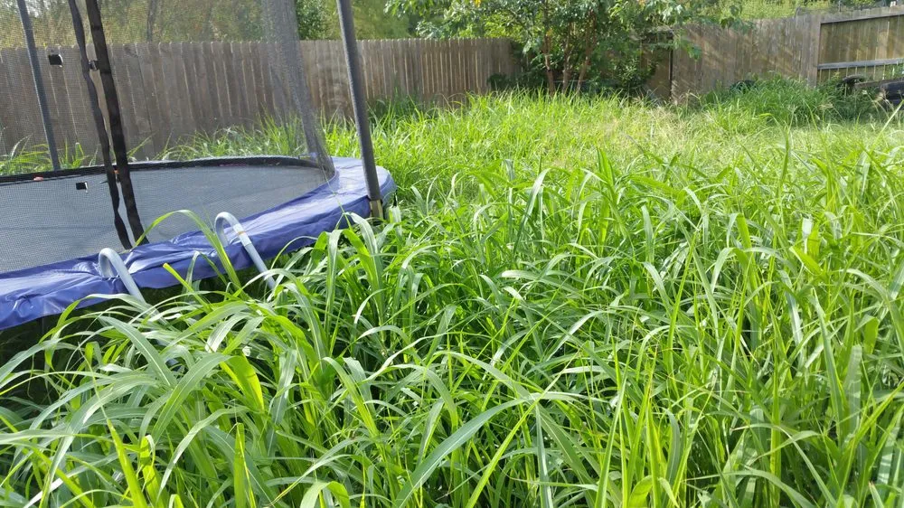 Top-rated garden landscaping in San Antonio, TX by A+ Affordable lawn service