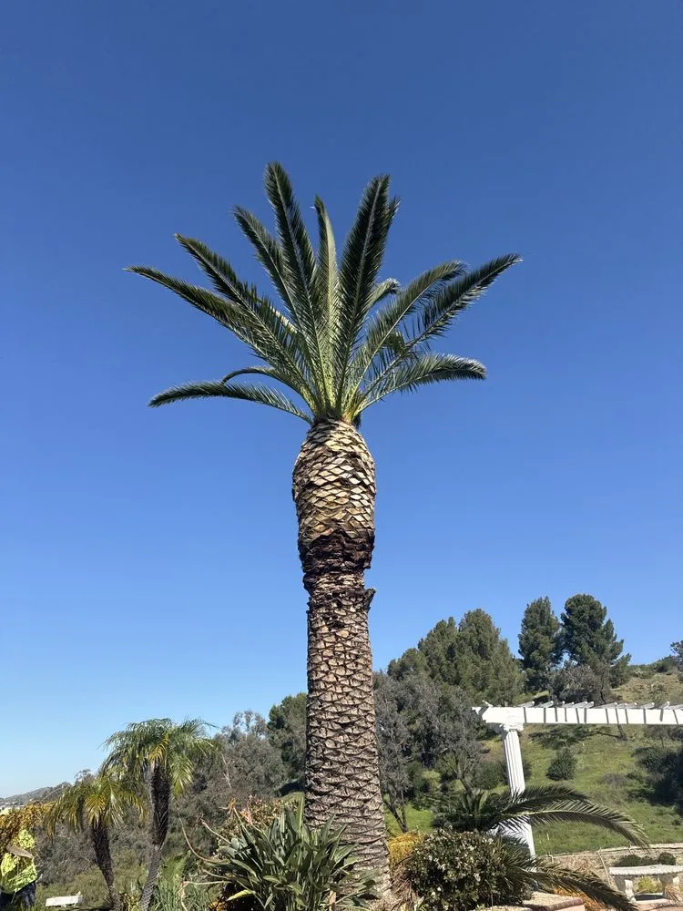 Affordable lawn mowing service in Fontana, CA by A. Amezcua Landscaping