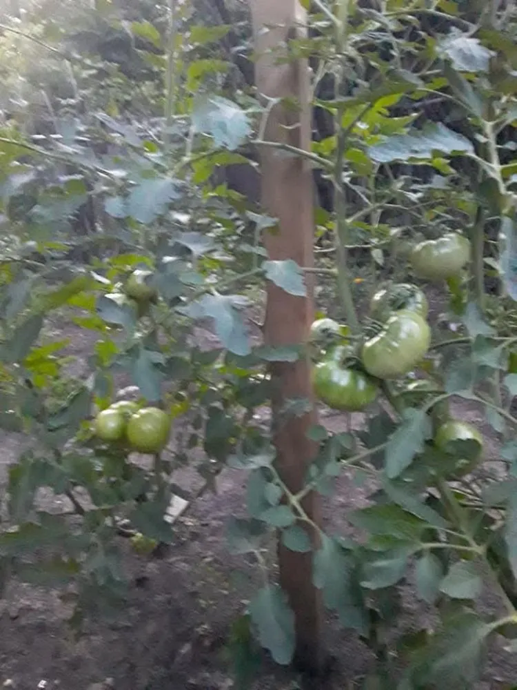 Affordable yard maintenance for beautiful yards across Topeka, KS - A And M Landscape And Framing