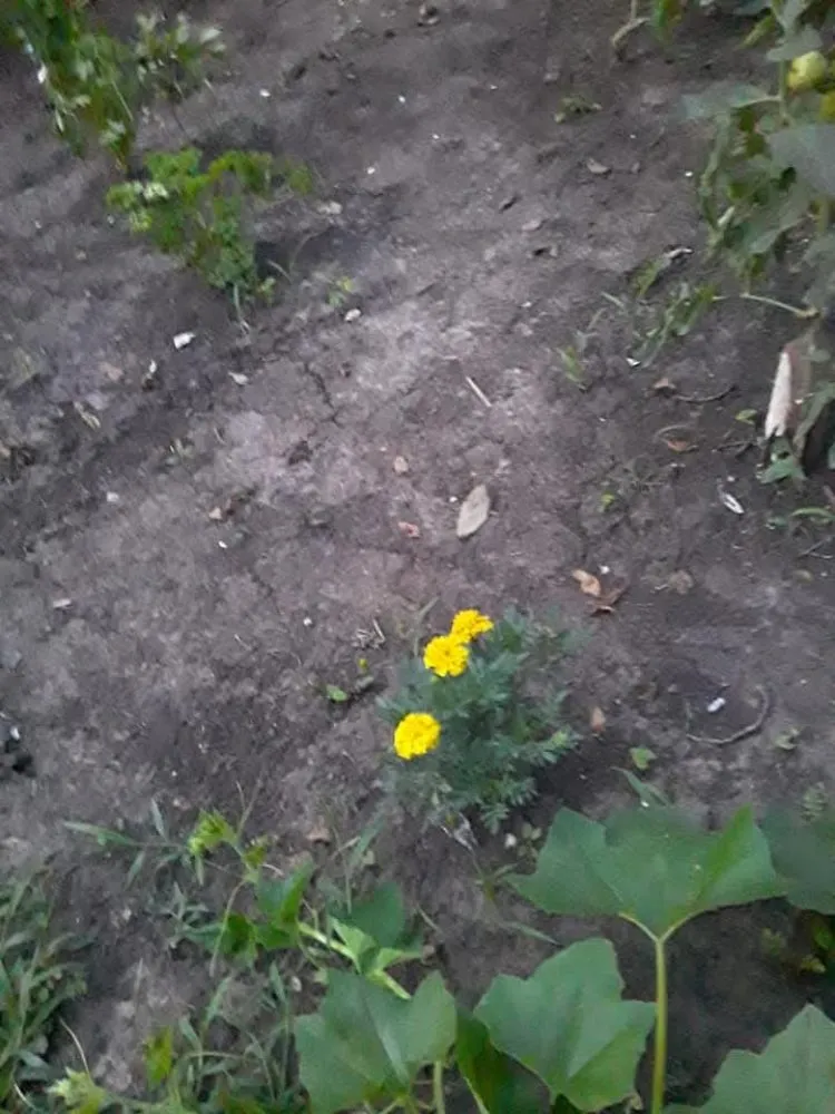 Trusted landscape installation in Topeka, KS by A And M Landscape And Framing