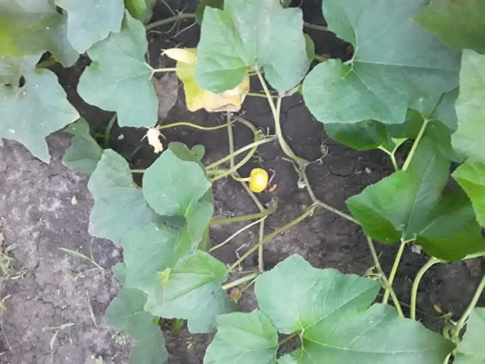 Expert garden landscaping for beautiful yards in Topeka, KS by A And M Landscape And Framing