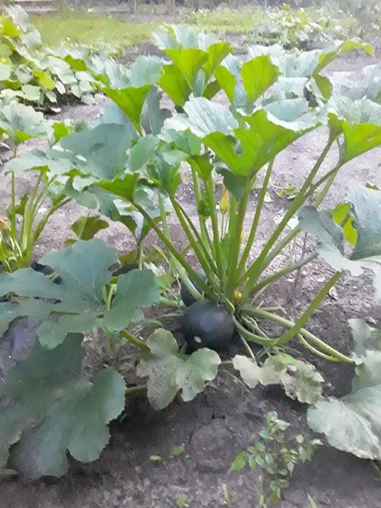 Reliable landscape installation in Topeka, KS by A And M Landscape And Framing