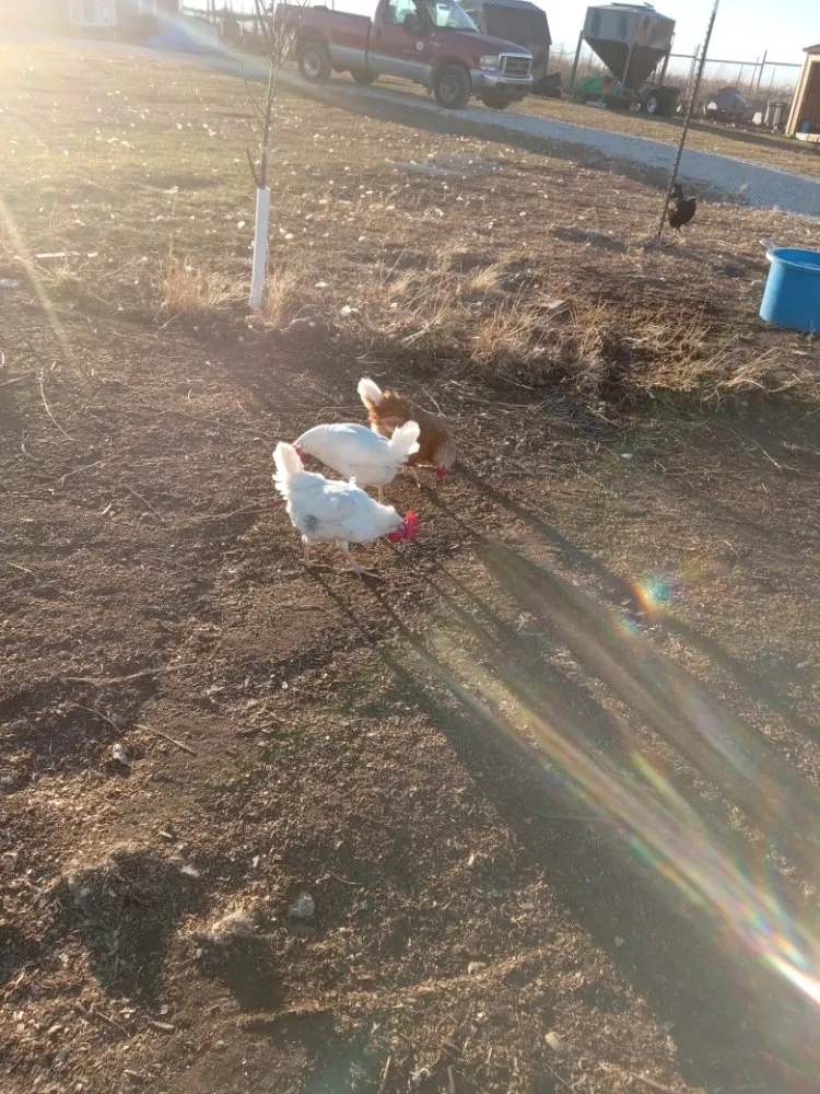 Local lawn mowing service for year-round maintenance in Topeka, KS by A And M Landscape And Framing