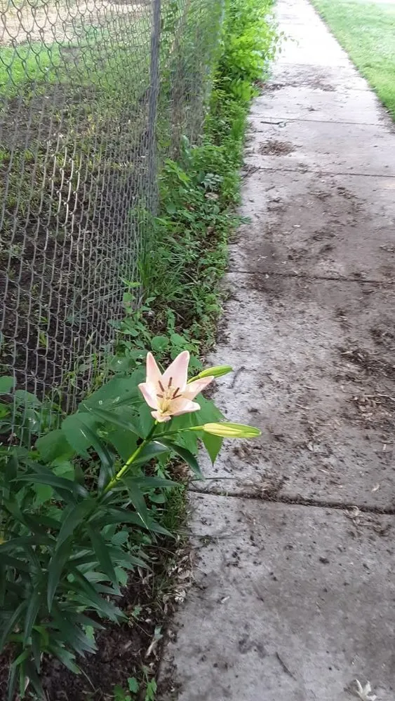 Custom landscape installation in Topeka, KS by A And M Landscape And Framing