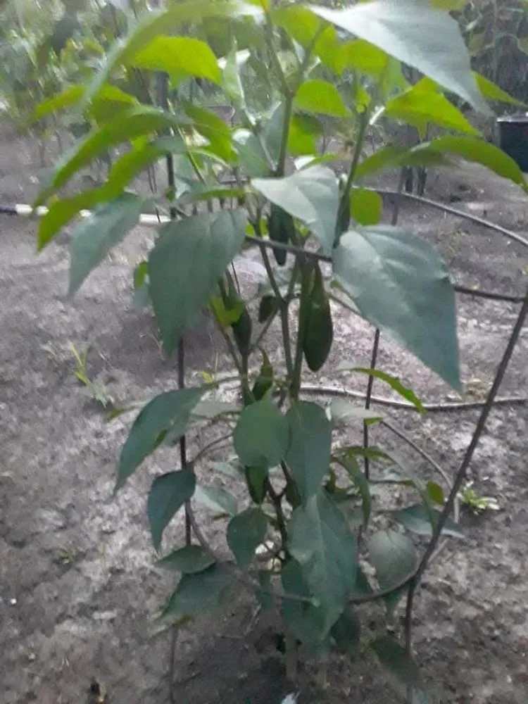 Affordable yard cleanup service in Topeka, KS - A And M Landscape And Framing